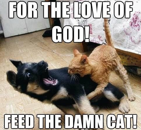 for-the-love-of-god-feed-the-damn-cat