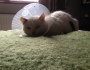 Archie’s road to recovery: Cones, sun and sleep
